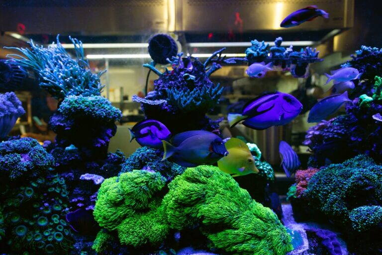 Fish and living corals in the Zodiac marine tank
